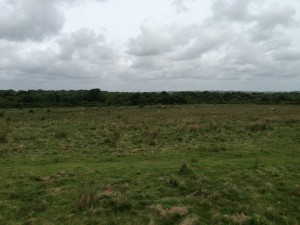Ditchling Common